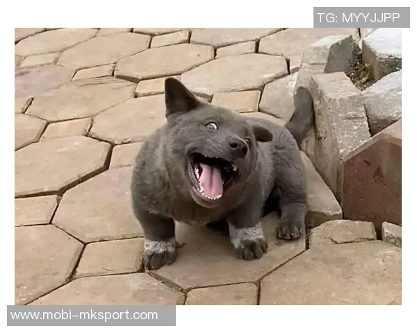 被麦卡甩后一个月他与我的朋友同居还带走了我的狗